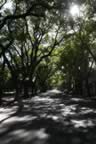 Tree lined streets of Mendoza. (111kb)